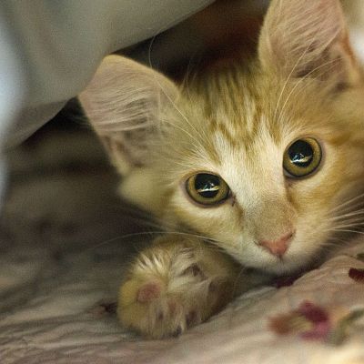 Zuko loves to hide under the pillows and attack my hand when I try to pet him.