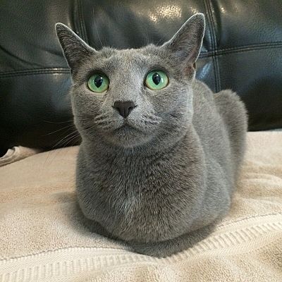 Towel loaf