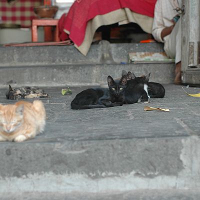 Cats at Jain temple in Mumbai, India