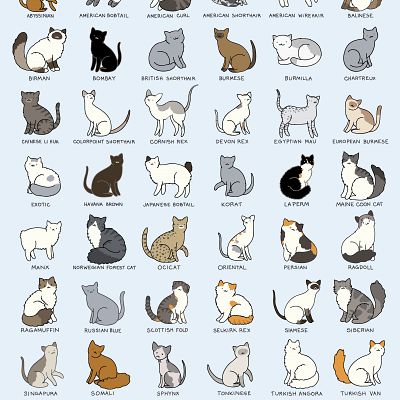 Cats Breeds