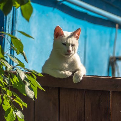 Cat, Russian village