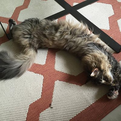 The longest, stretchiest kitty