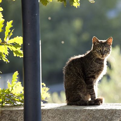 Cat in Bright Light