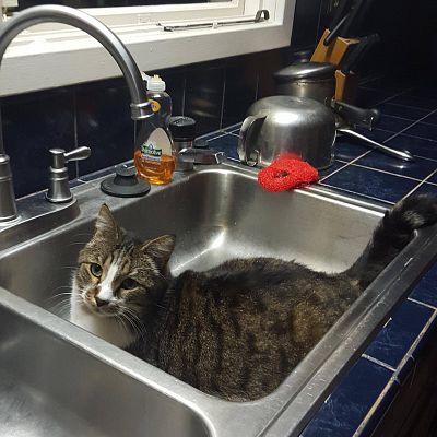 I'll wash the rest of the dishes, k?