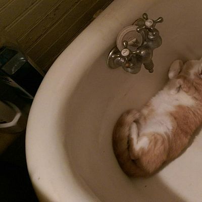 Found my cat in the tub like this.