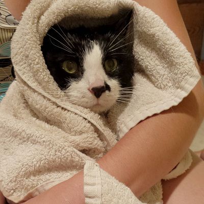 My 15 year old cat, Flip, after a bath