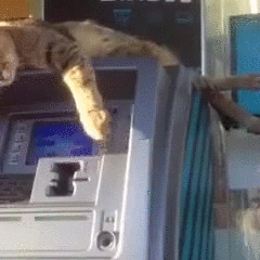 ATM security cat