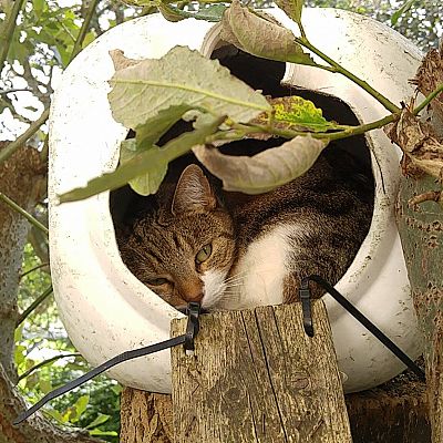 I found this little fellow in a random tree looking over his kingdom.