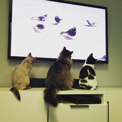 Here's a picture of my cats watching tv