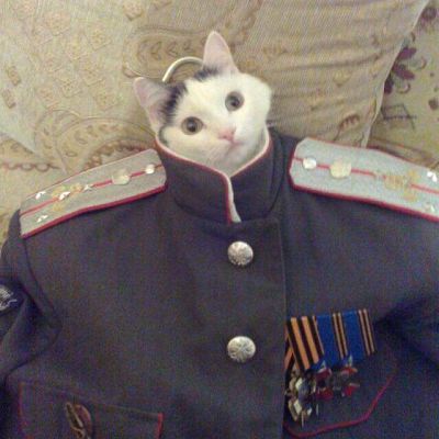 Look at me I'm the Captain meow