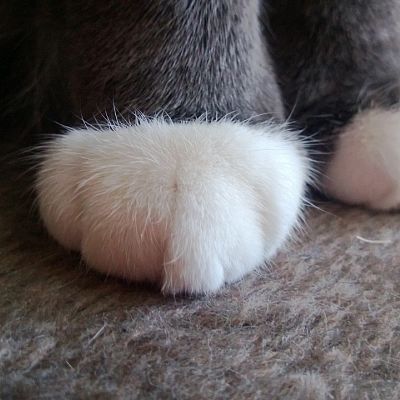 Even the paws of my cat is cute