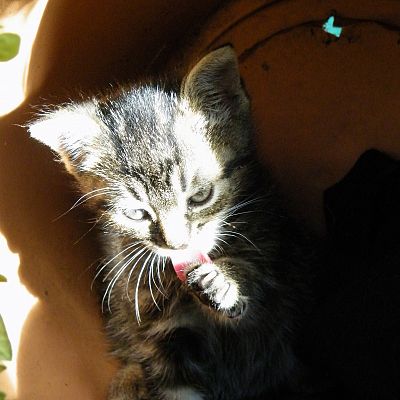 Tiny cat has a wash