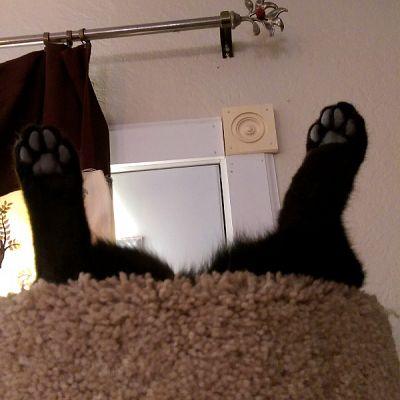 Upsidedown Kitty