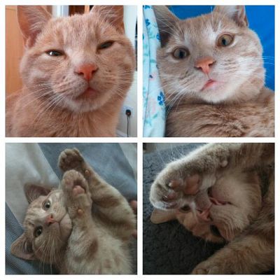 I made a collage of my cat's most dignified moments...