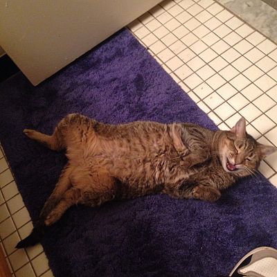 my cat laughs at me when I poop