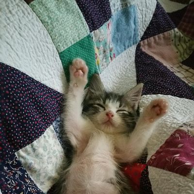 He was playing with his toy, but then decided to fall asleep in the middle of it.