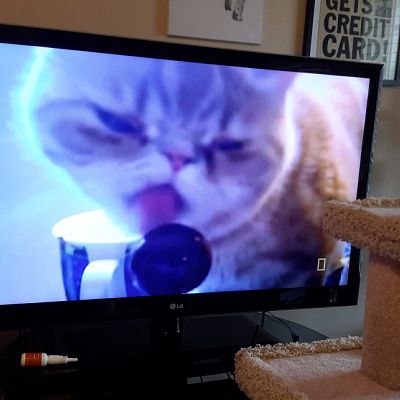 My cat was on 'Science of Stupid' on Nat Geo last night during their cat special! He's kinda proud.