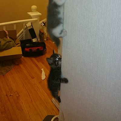 So my 7 week old kittens can climb wallpaper