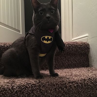 My Dark Knight. The hero my house deserves!