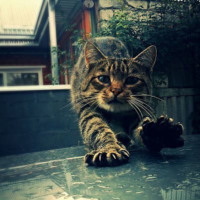 Stretching tabby cat.