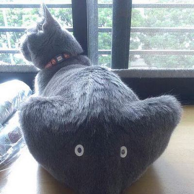 Elephant Cat