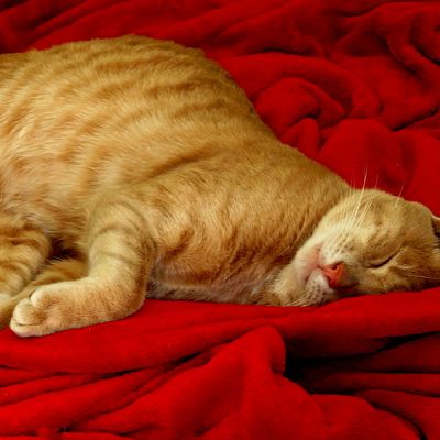 On my favorite Red Blanket