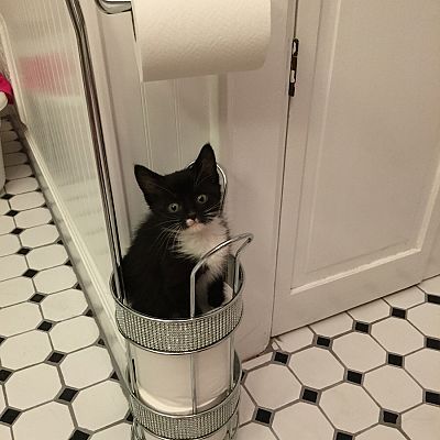 My new kitten found the perfect place to sit.