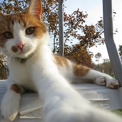 Autumn kitty selfie