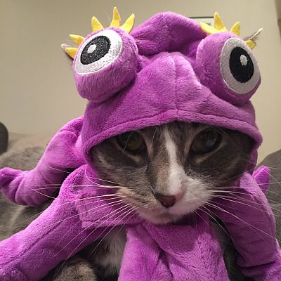 Happy Halloween from a terrifying octopussy