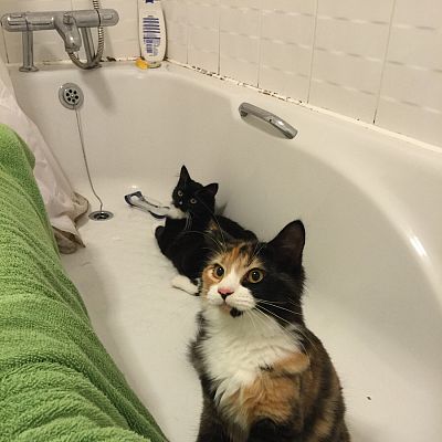 Every time I poop.. They just watch me.