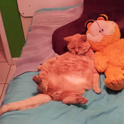 Garfield hanging out with garfield