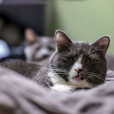 Drunk looking cat with his creeper kitty friend in the background