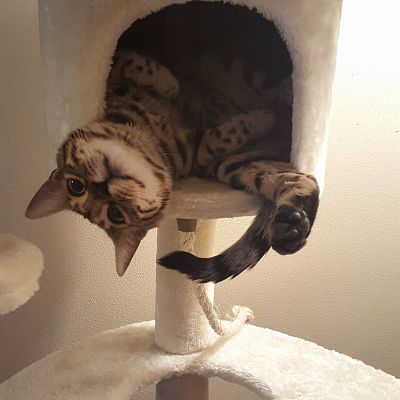 My cat enjoying his new treehouse