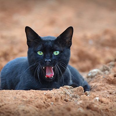 По двору ходил удод в поисках пропитания, а за ним очень напряженно наблюдали три кошки. Когда удод улетел, то все три кошки реагировали по-разному... 