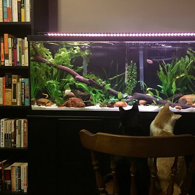 My fish tank doubles as a kitty T.V.