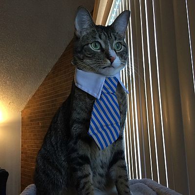 Got my cat a tie, not sure if he just realized his whole life was incomplete until now or that he has been betrayed.