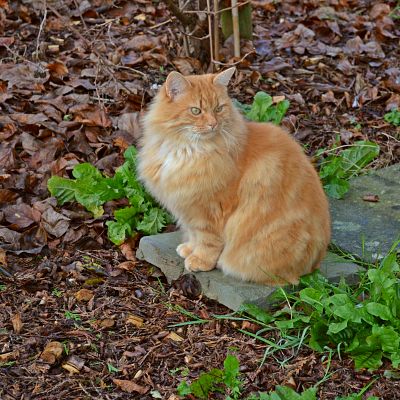 Ti Amo is our neighbours cat. He always looks grumpy, but he is a real sweetie!