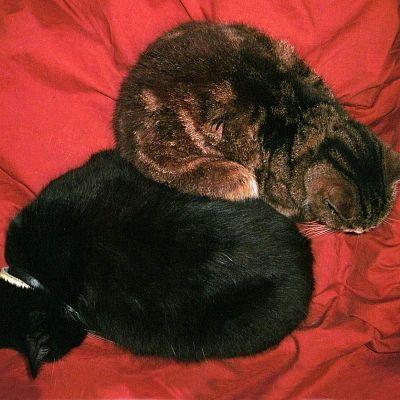 It's cold & wet so the cats call a seasonal halt to their rivalries & settle down to sleep away the winter