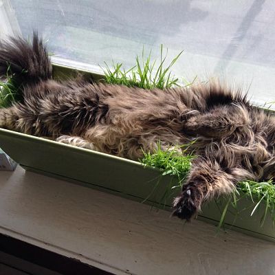 I planted oat grass for the cat to snack on, she decided it makes a good bed.