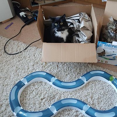 Typical cats with their new toys...