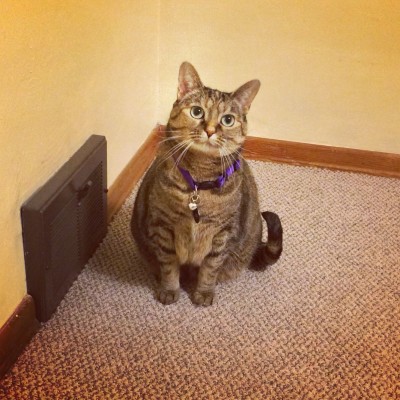 This is Leela, she loves to sit by the vent and wait for the heat to turn on.