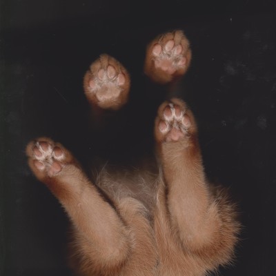 Cat Scans