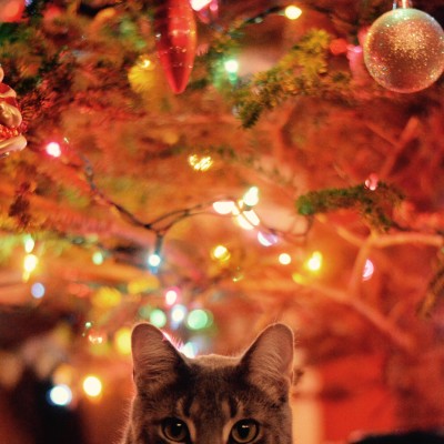 My cat requested a more serious christmas photo this year...