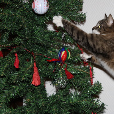 I must help the humans remove that beautiful ball...!!