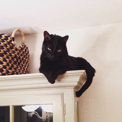 Binx likes to look down on us with his judgmental eyes.