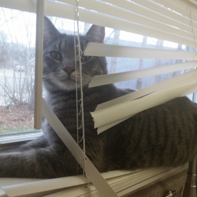 All it takes is one week in a new house for him to destroy the blinds