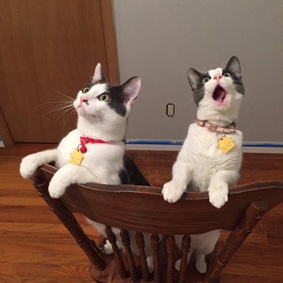 Cats react to their first ceiling fan