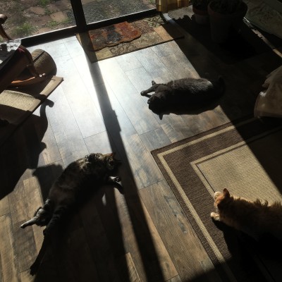 Winter Morning Sun for the Cats