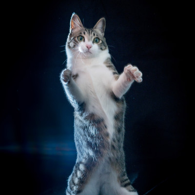 Thriller kitty