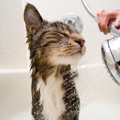 Cat bath